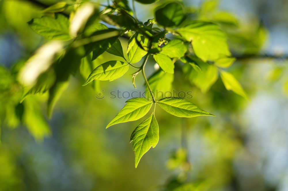 Similar – Backlit Fresh Green Tree Leaves In Summer