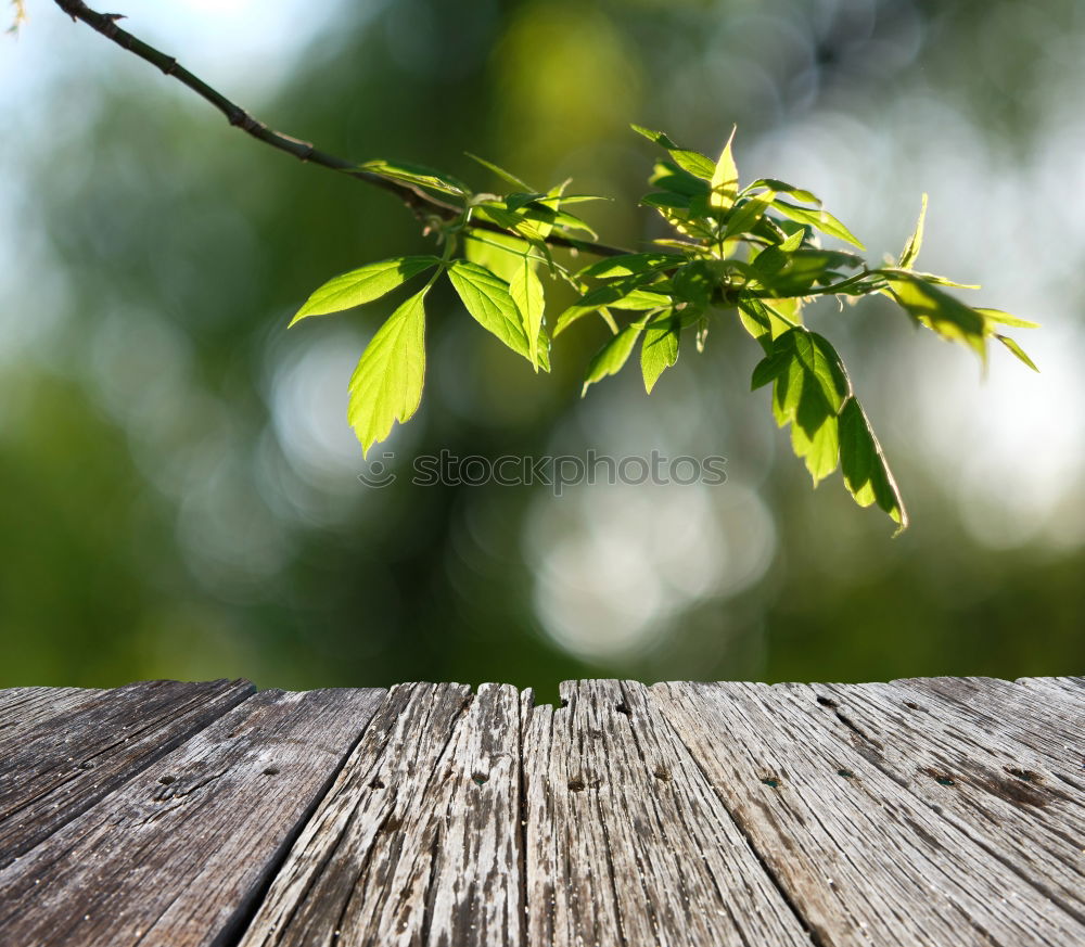 Similar – Image, Stock Photo 0815 AST | ranking Plant