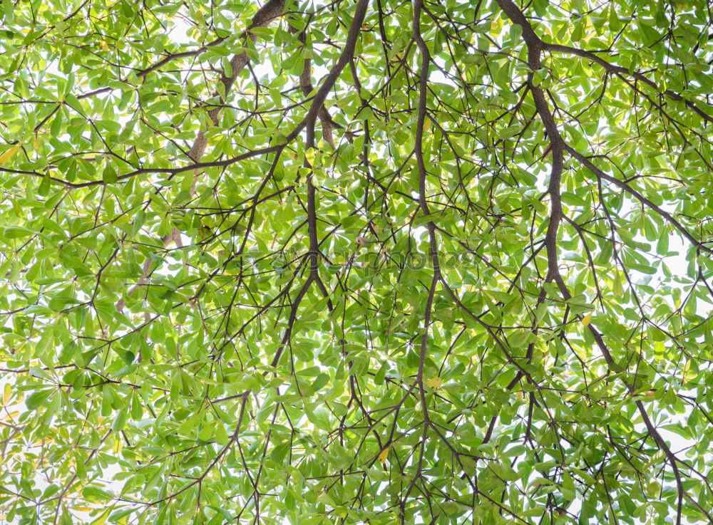 Similar – Image, Stock Photo foliage Newspaper