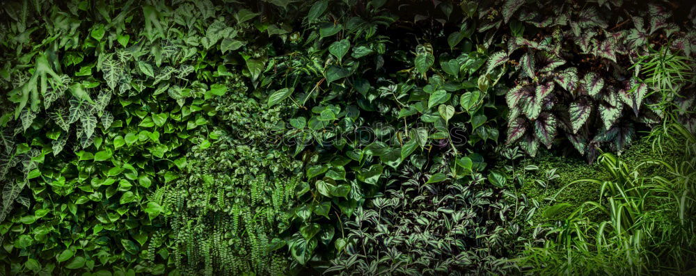 Similar – Image, Stock Photo the blue Nature Plant