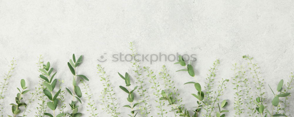 Similar – Image, Stock Photo in the pampa Nature Plant