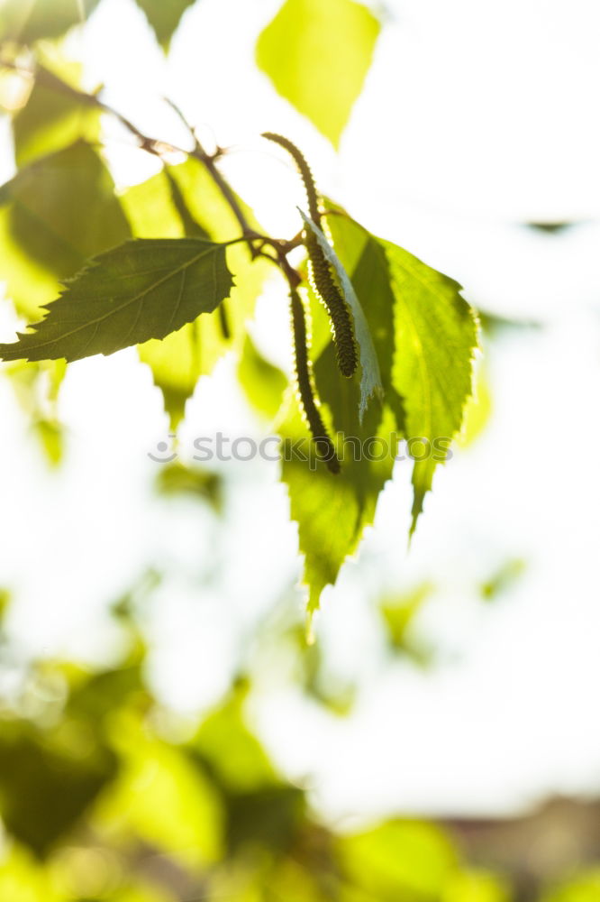 Similar – Foto Bild glühwürmchen? Blatt