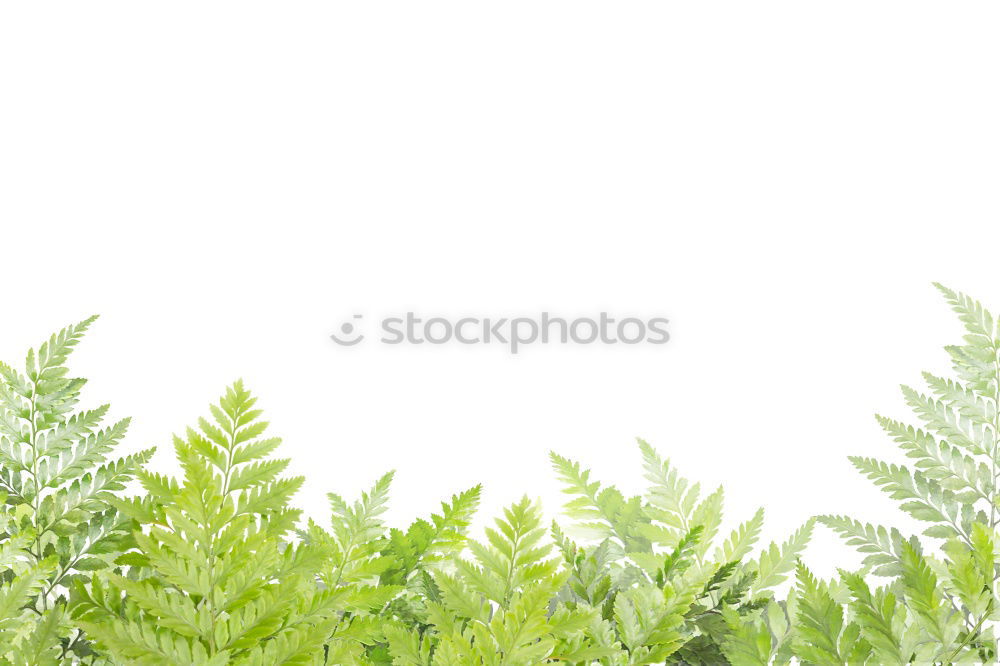 Similar – Image, Stock Photo Urtica Stinging nettle