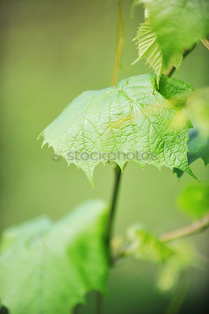 Similar – Ant on green Environment