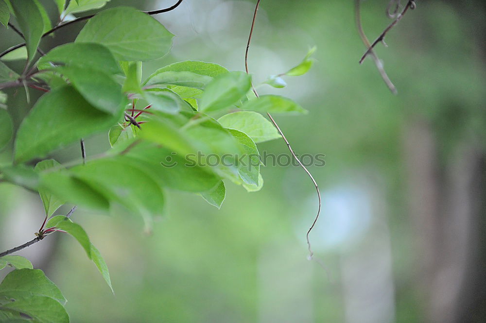 Image, Stock Photo 0815 AST | ranking Plant