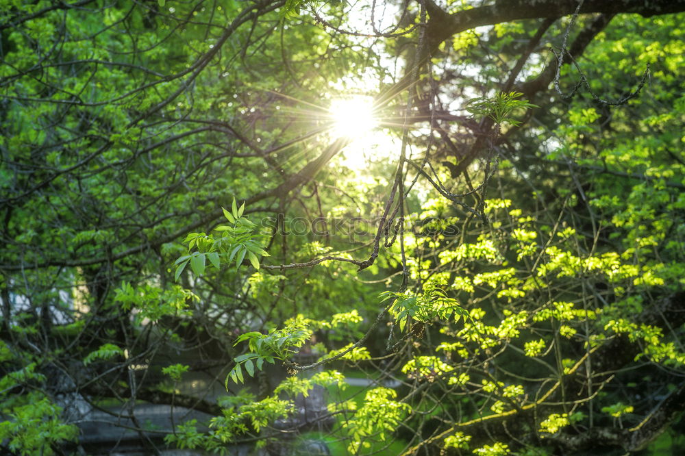 Similar – Image, Stock Photo Apple tree against the light