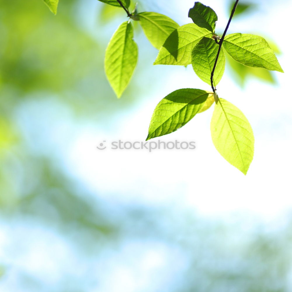 Similar – frühlings grün Blatt Ast