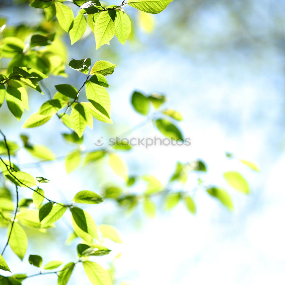 Similar – Image, Stock Photo Green as green _2 Leaf