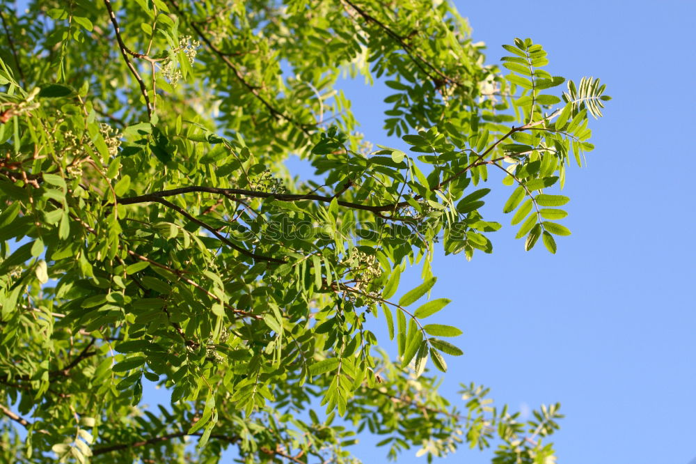 Similar – Image, Stock Photo Green as green _2 Leaf