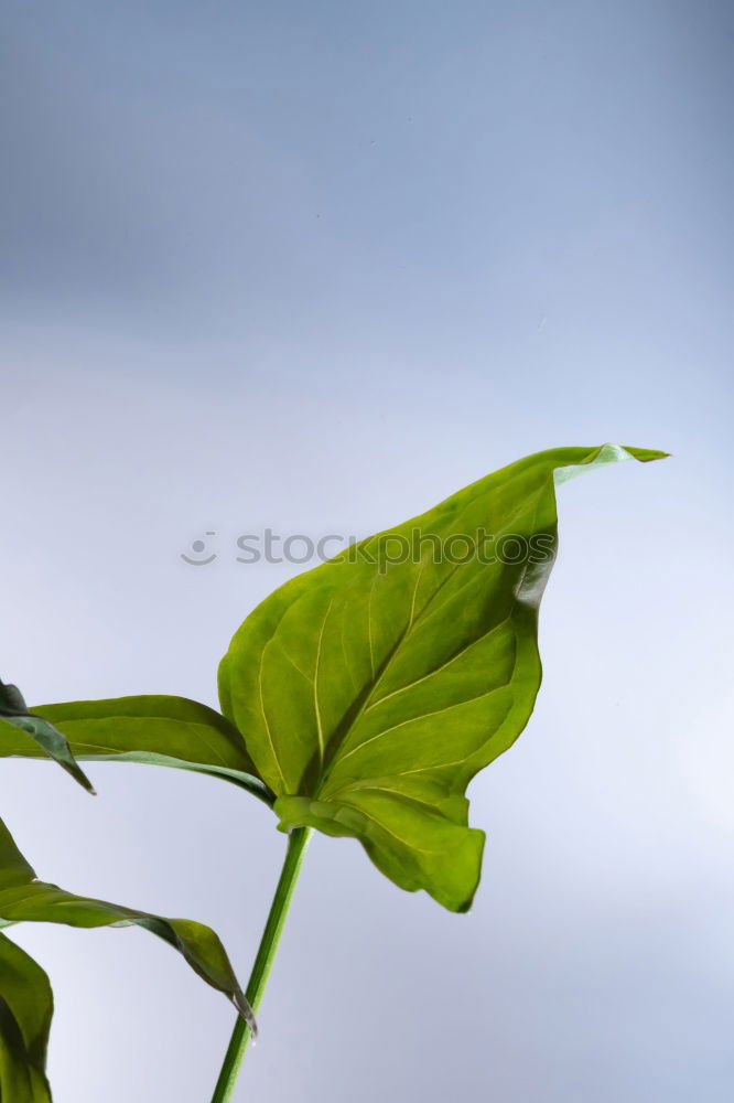 Similar – drip, drip sunlight Leaf