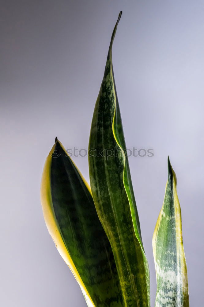 Similar – ice bamboo Plant Green