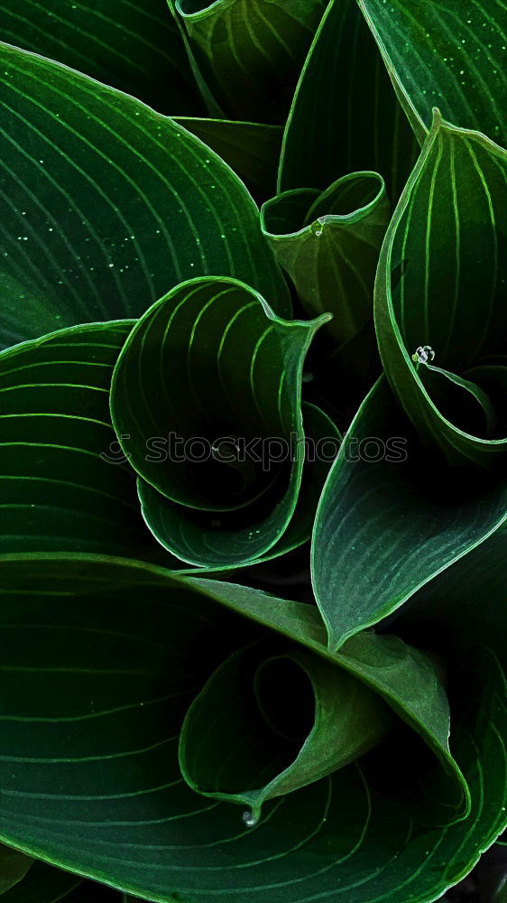 Similar – Image, Stock Photo green plant leaves Plant