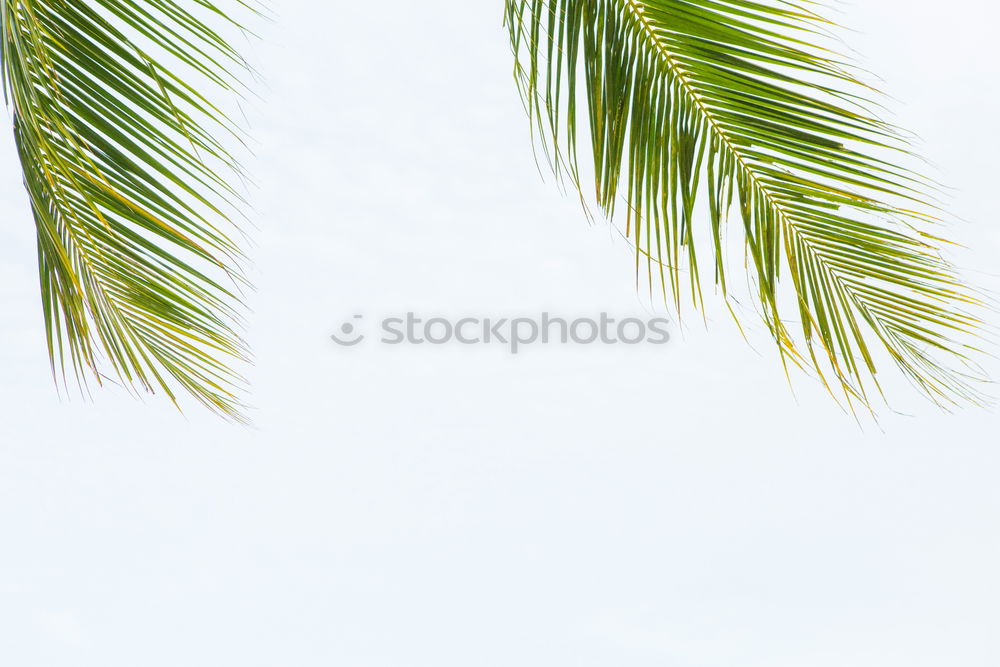 Similar – Image, Stock Photo tropical ornamental plant