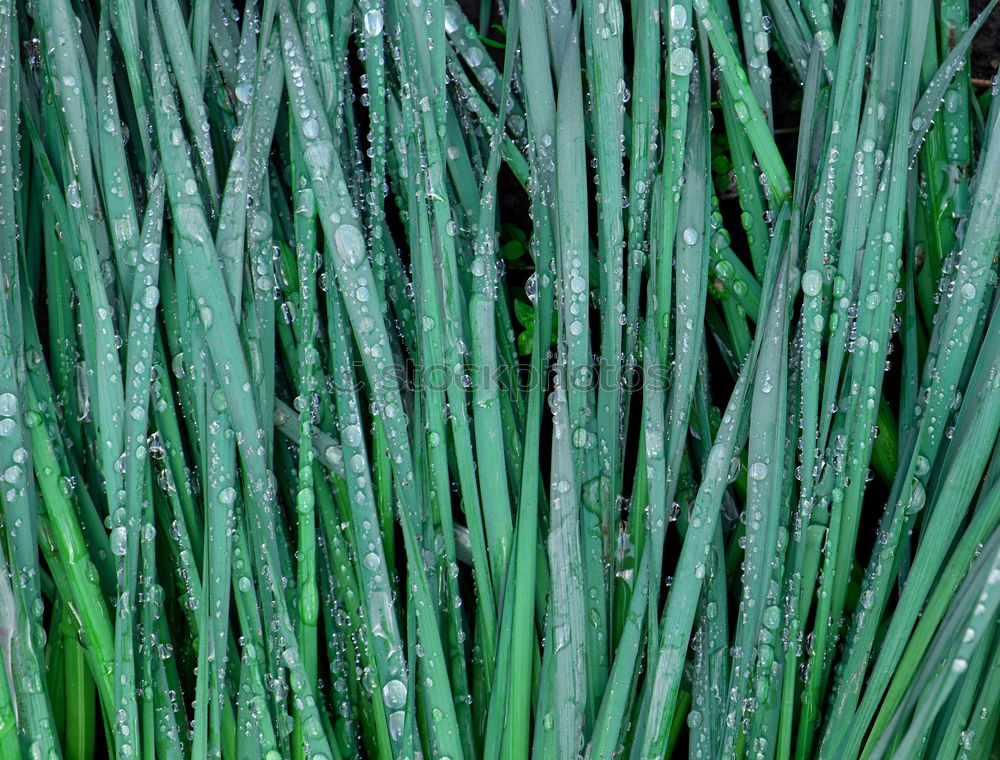 green leaves of daffodils in raindrops