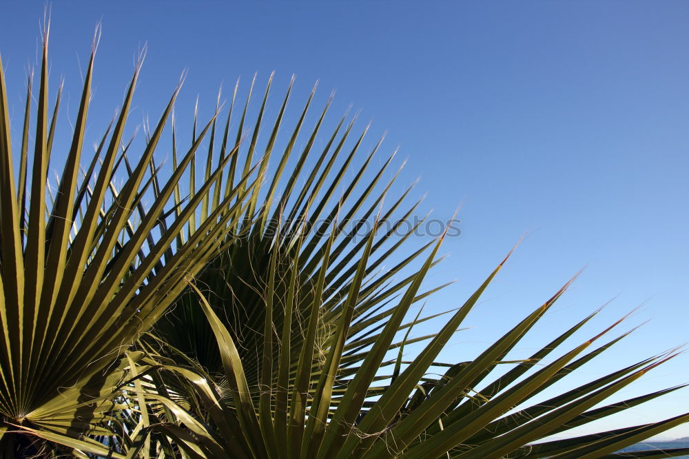 Similar – Foto Bild azuro Agave Kaktus Mauer