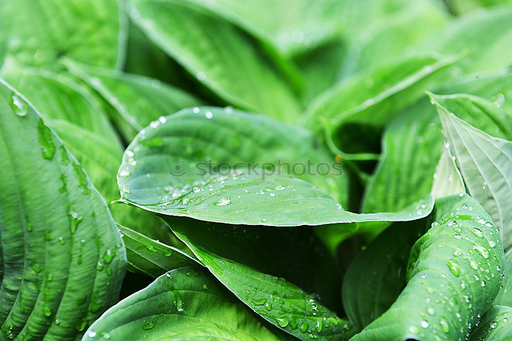 Similar – Image, Stock Photo Green leaves with drops of water