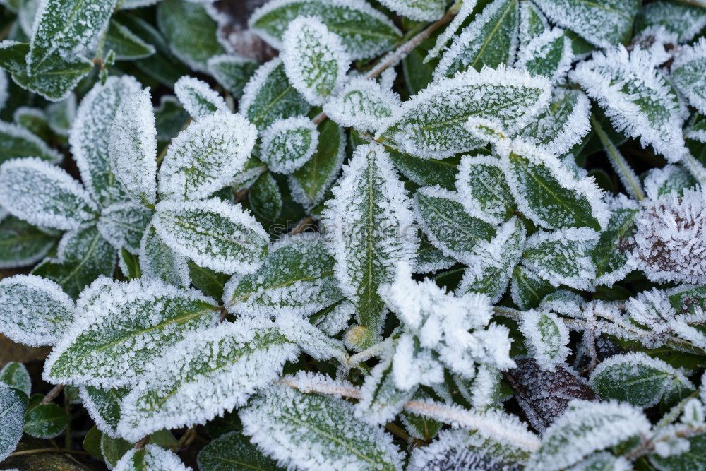 Close-up of ice crystals on nettle leaves