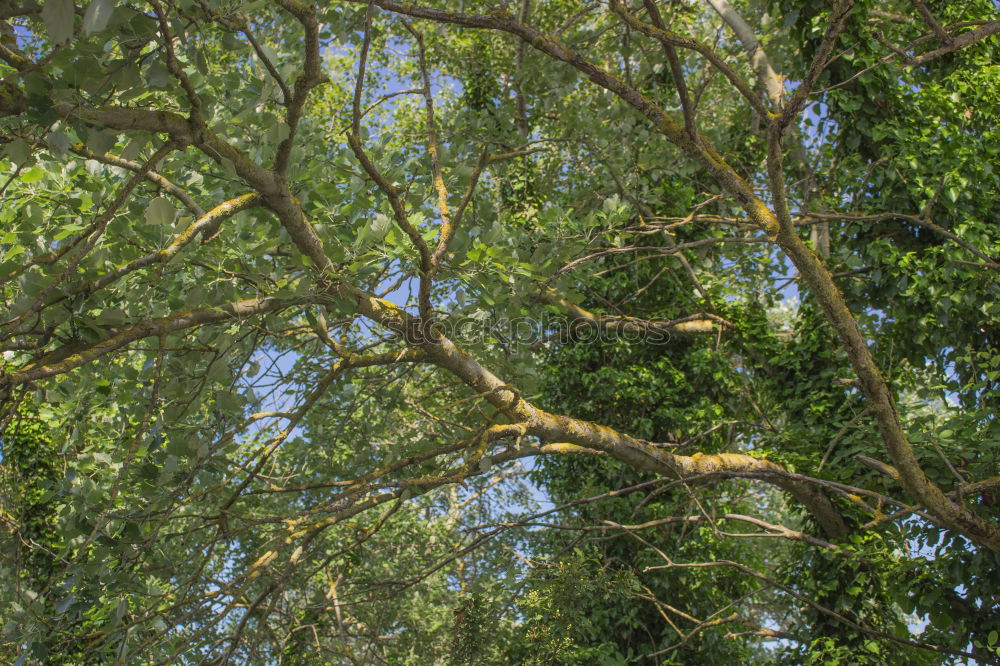 Similar – Foto Bild Frühling im Hof Natur