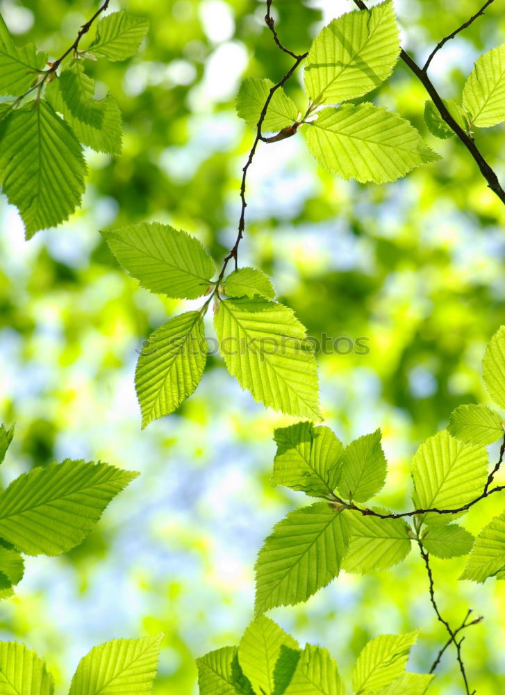 Similar – Image, Stock Photo Ginkgo 3 Nature Spring