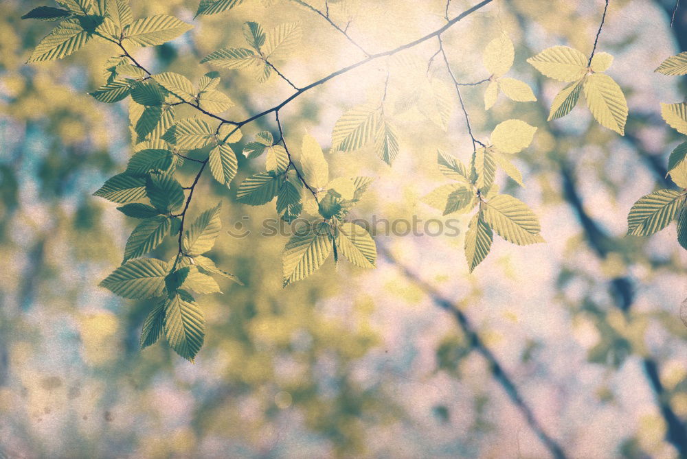 Similar – Tree fern in sunlight