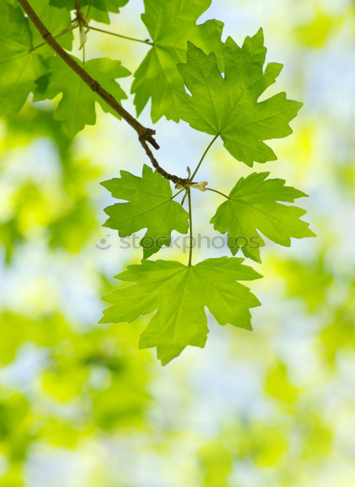 Similar – Image, Stock Photo chestnut tree I Nature