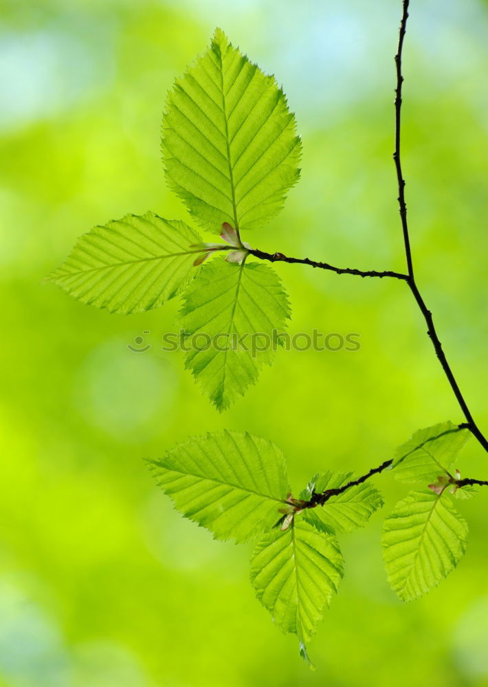 Similar – Ins Grüne Fa(h)rn Natur