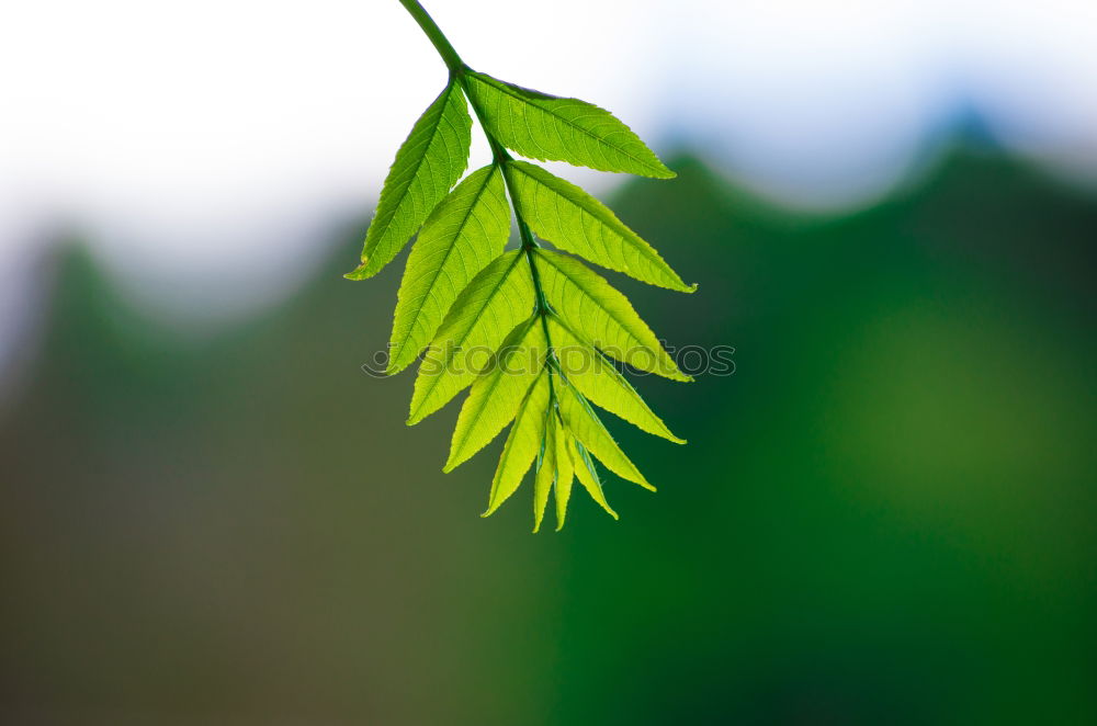 Similar – Foto Bild Pachira Aquatica