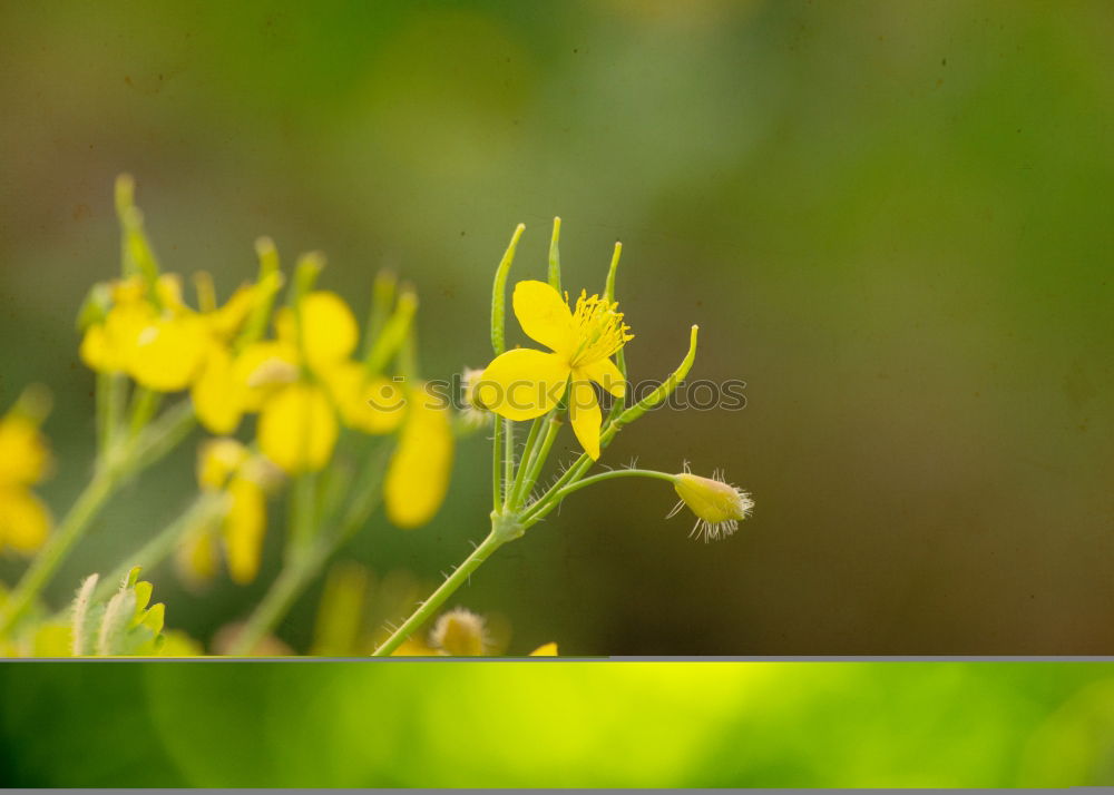 Similar – Beautiful blooming long stem flowers