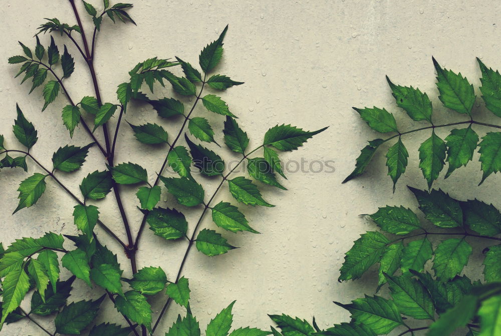 Similar – green plant leaves on the wall