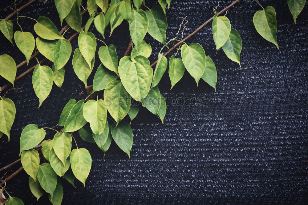 Similar – green plant leaves on the wall