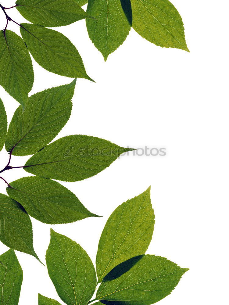 Similar – Image, Stock Photo Strawberry on windowsill