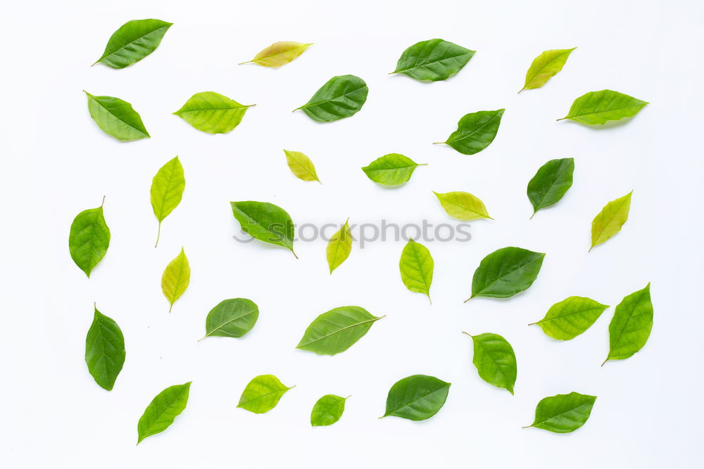 Similar – Image, Stock Photo Green leaves with drops of water on a white wooden background