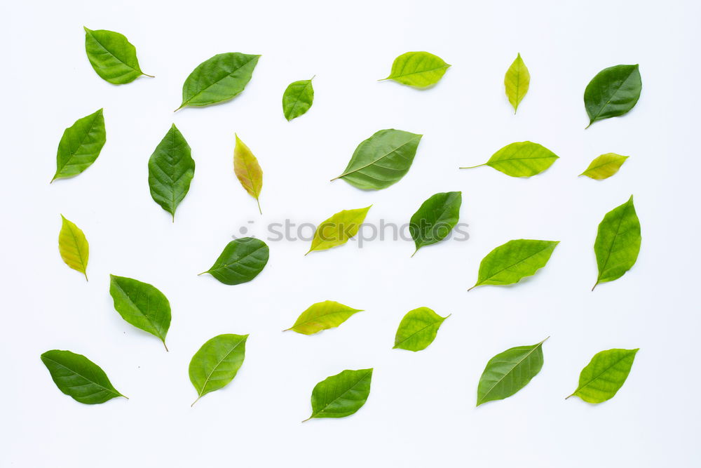 Similar – Image, Stock Photo Green leaves with drops of water on white wood