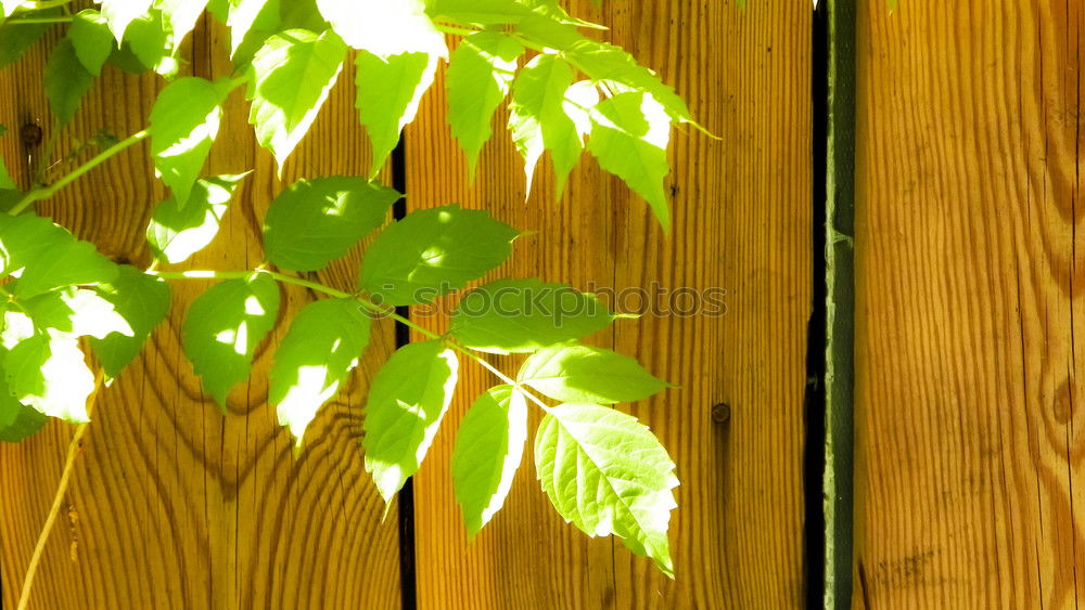 Similar – Foto Bild Carport Deko Leben Sonne