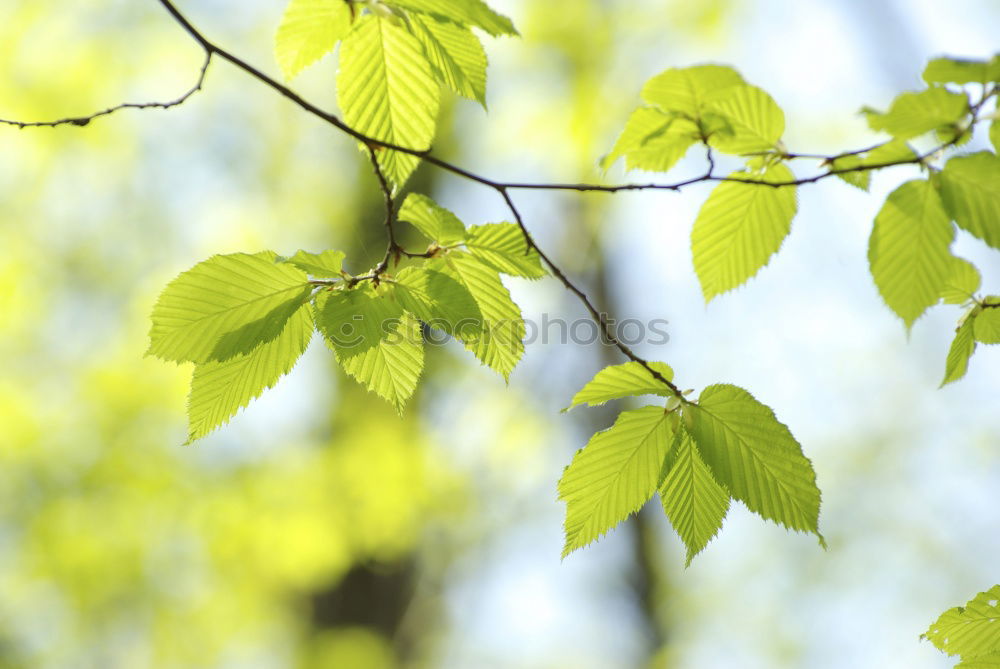 Similar – Image, Stock Photo chestnut tree I Nature