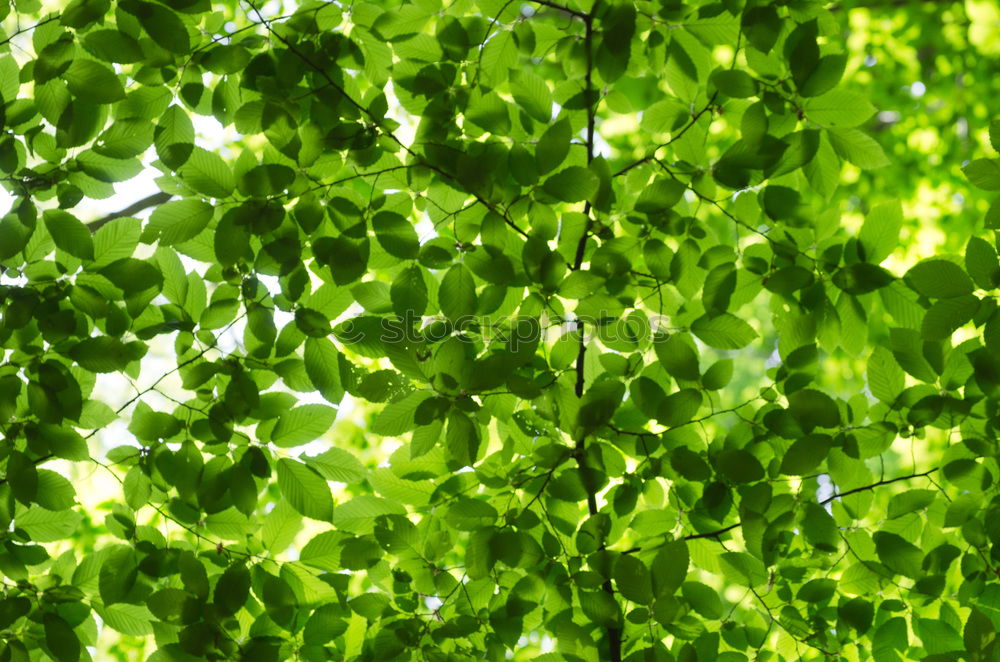 Undurchschaubar Blatt grün