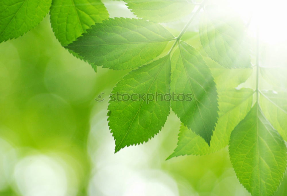 Image, Stock Photo Refreshing mint