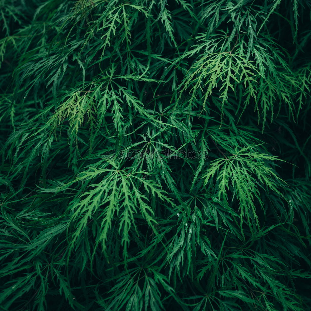 Similar – Image, Stock Photo Snowdrops II Environment