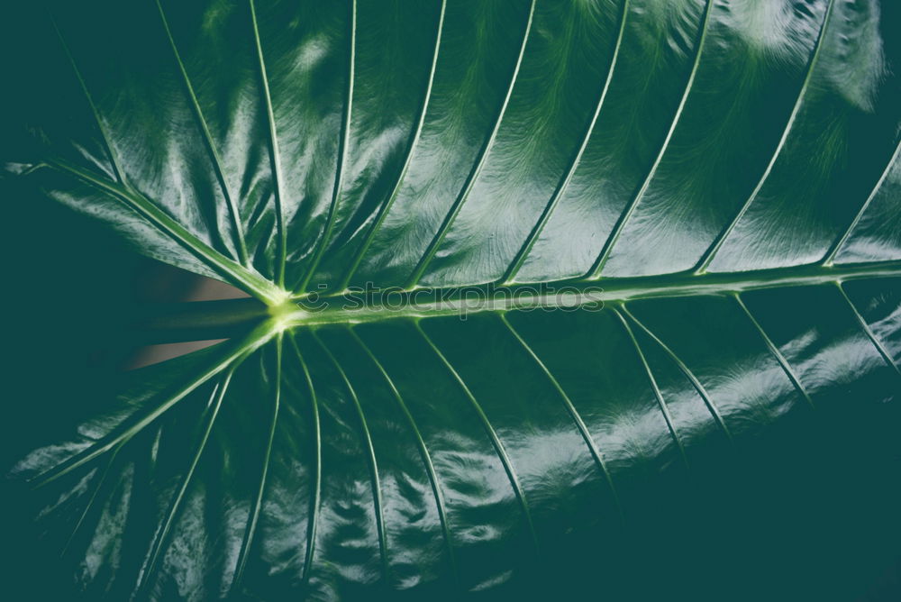 Similar – Image, Stock Photo leaf canopy Lifestyle