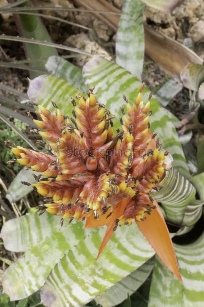 Similar – Image, Stock Photo red dragon Plant