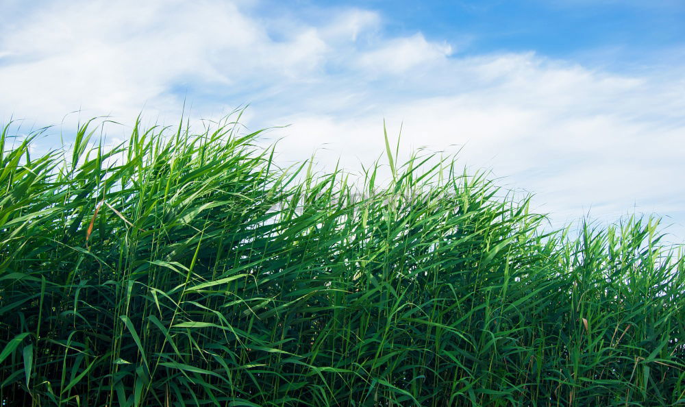 Similar – Foto Bild Sommer! Ähren Weizen Feld