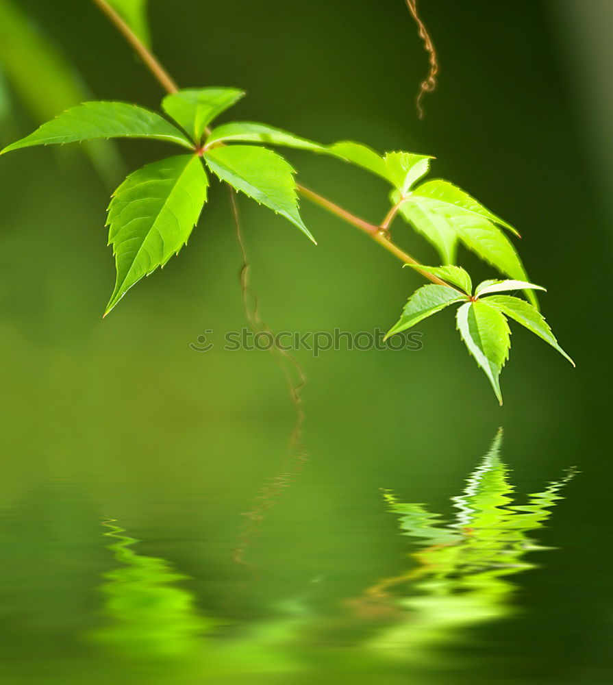 Similar – Image, Stock Photo Green Autumn Nature Plant