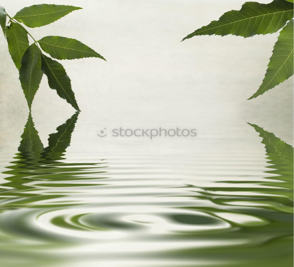 Similar – Image, Stock Photo fighter Nature Plant Tree