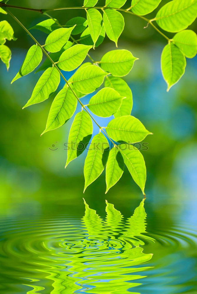 Similar – Image, Stock Photo unfold Aquatic plant