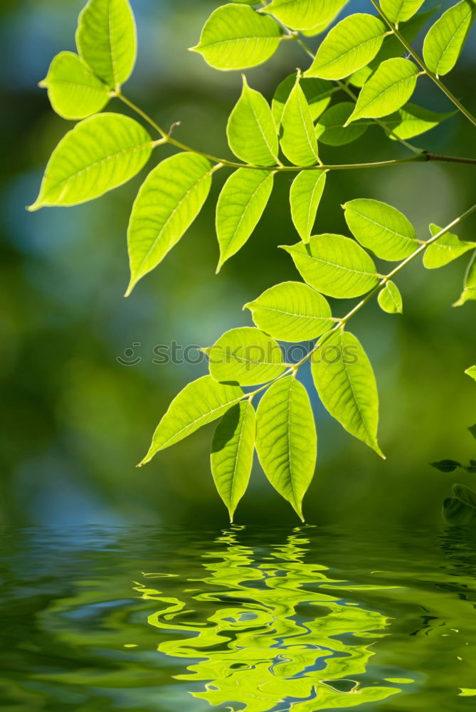 Similar – Image, Stock Photo Pretty green Plant Green