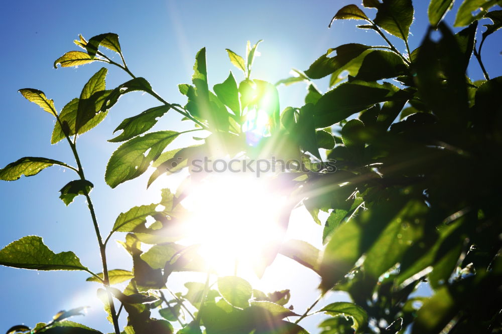 Similar – Image, Stock Photo 25 [picnic view 1] Joy