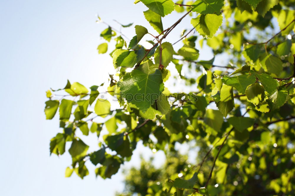 Similar – Image, Stock Photo Green as green _2 Leaf