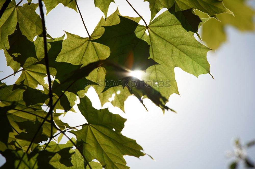 Similar – maple Nature Plant Sun