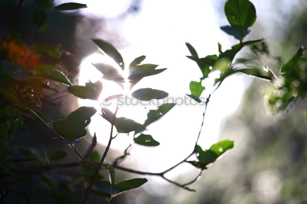 Similar – Herbstlicht. Umwelt Natur