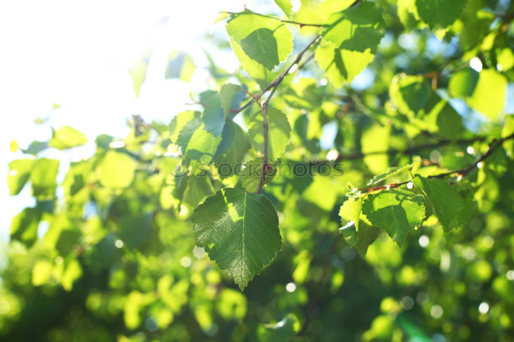 Similar – Backlit Fresh Green Tree Leaves In Summer